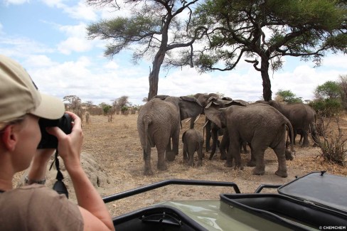 Observation d'une famille d'éléphants en safari photo en Tanzanie
