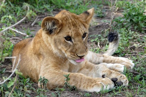 Adorable lionceau dans le parc du Serengeti, Tanzanie