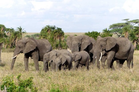 Une famille d'éléphants en safari dans le Tarangire, Tanzanie