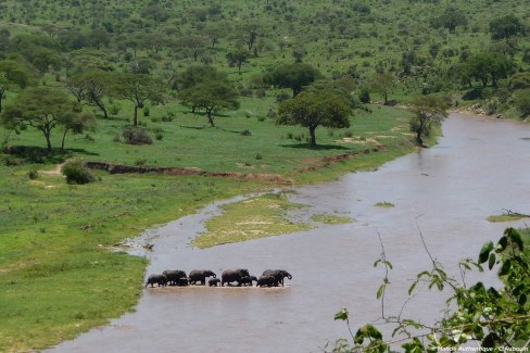 Troupeau d'éléphants dans le parc du Tarangire, vu du ciel