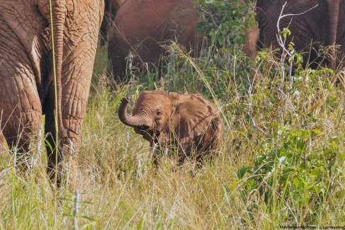 Un bébé éléphant dans le Tarangire, Tanzanie pour un safari en famille