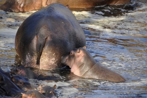 Safari en famille en Tanzanie : observation d'un bébé hippopotame