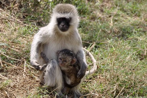 Safari en famille : observation des babouins en Tanzanie