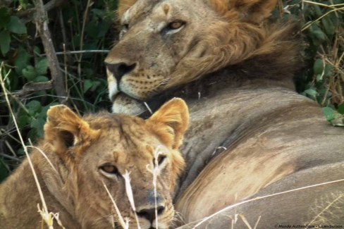 Observation d'une famille de lions en Tanzanie : moment d'émotion pour un enfant en safari