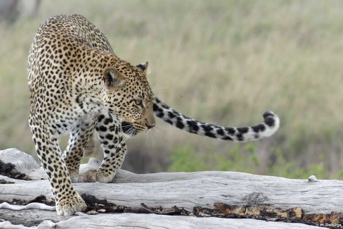 Le Serengeti est le parc tanzanien qui abrite le plus grand nombre de félins