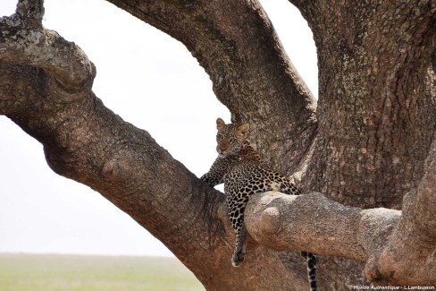 Safari animalier en Tanzanie