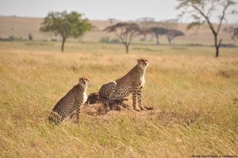Guépards dans le Serengeti