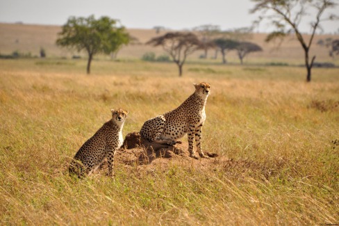 Guépards dans la vallée de Kusini au sud du Serengeti dans le nord de la Tanzanie