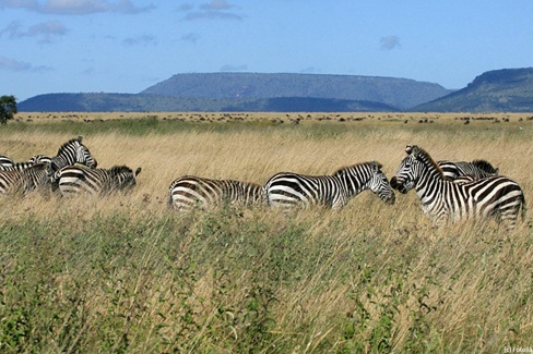 Zebra herd Serengeti Tanzania