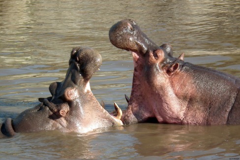 Hippopotames dans la rivière Rufiji dans la réserve de Selous dans le sud de la Tanzanie