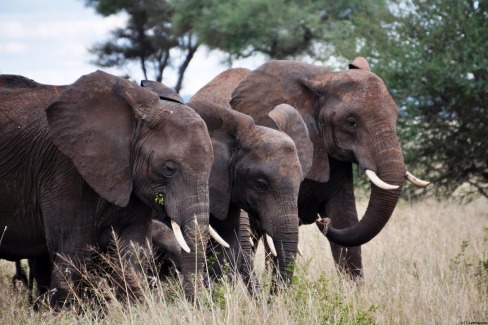 Éléphants dans le parc national du Tarangire au nord de la Tanzanie