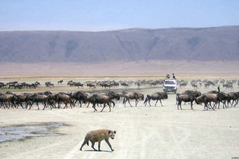 Intérieur du cratère Ngorongoro dans le nord de la Tanzanie