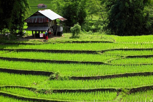 Les terrasses de Ban Mae Klang Luang à Chang Mai