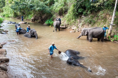 Le centre de protection des éléphants de Maesa, Chiang Mai