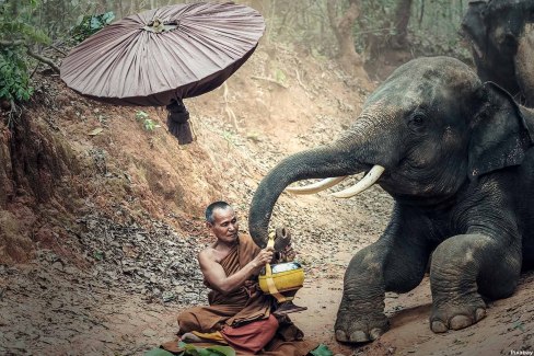 Eléphant à Chiang Mai