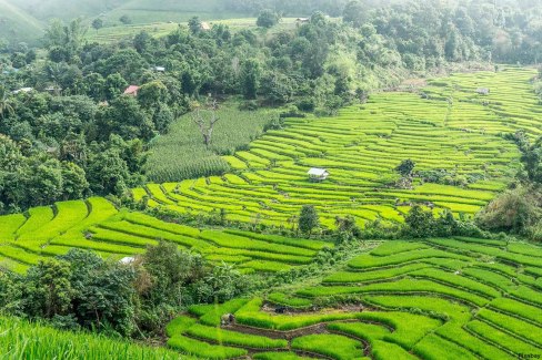 Rizières dans la région de Mae Hong Son