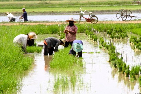 Paysans au travail dans les rizières de la plaine centrale de la Thaïlande