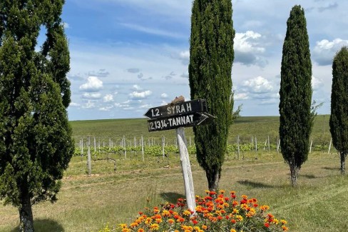 Uruguay-terre-viticole-aux-cepages-reconnus-no-credit