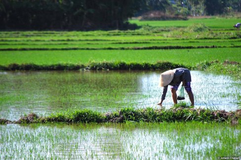 Paysage de rizières du Centre du Vietnam