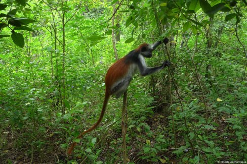 Colobe à crète rouge dans la forêt de Jozani