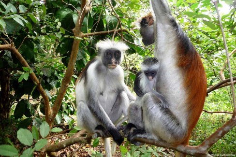 Colobes à crète rouge dans la forêt primaire de Zanzibar