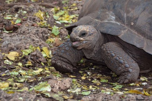 Nourrir les tortues à Prison Island