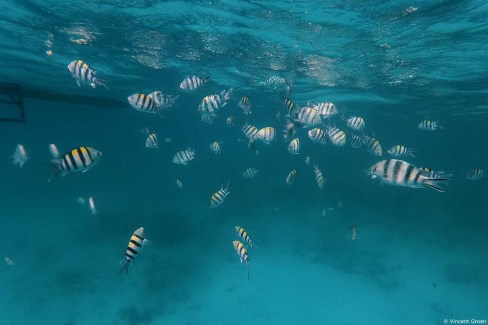 Snorkeling en famille au large de Matemwe à Zanzibar