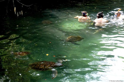 Se baigner avec des tortues marines à Zanzibar