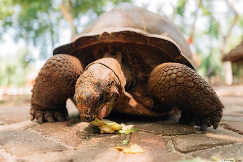 Tortues géantes de Prison Island