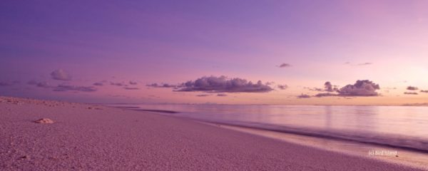 Bird Island : pour une robinsonnade écolo !