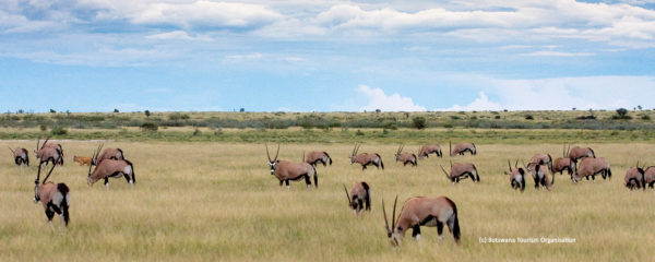 Safari dans le désert de la réserve du Central Kalahari au Botswana