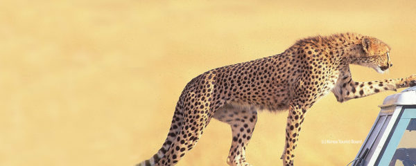 Safaris et vie sauvage au Kenya