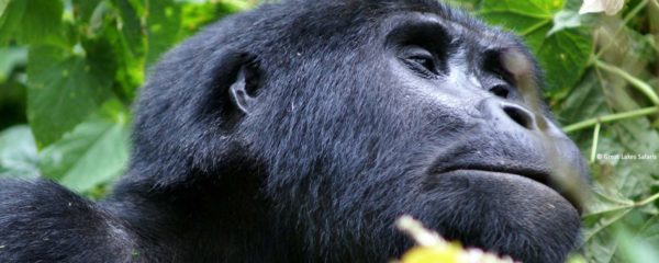 Ouganda, rencontre avec les derniers gorilles des montagnes