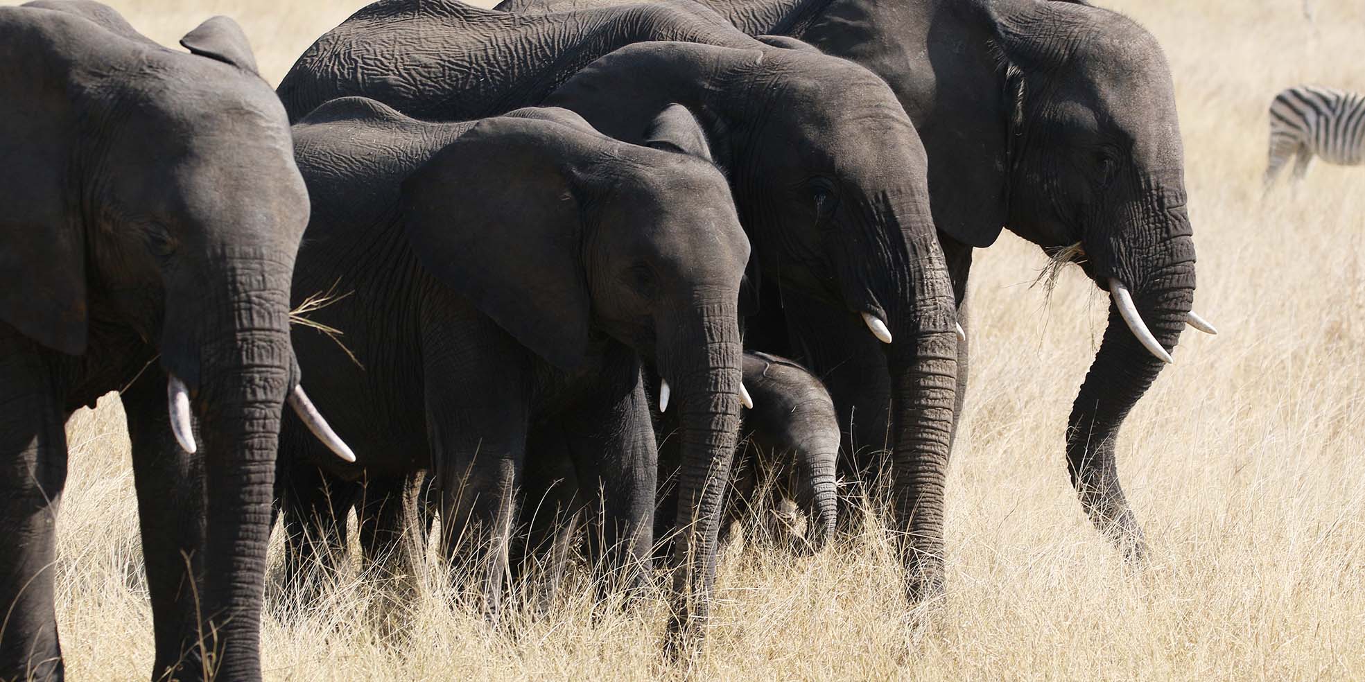 Voyage sur mesure au Zimbabwe