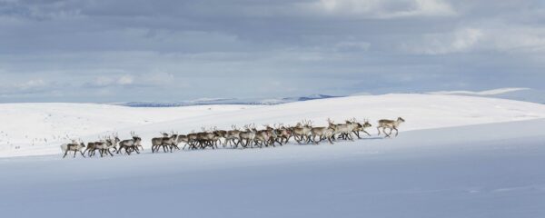 La Laponie en hiver