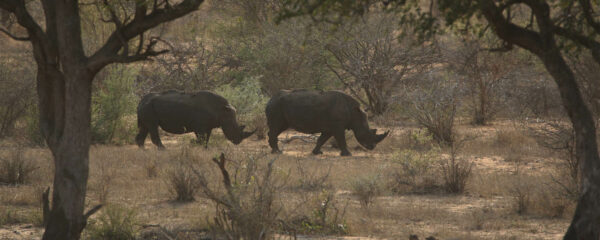 Parc Kruger, au royaume des animaux sud africains