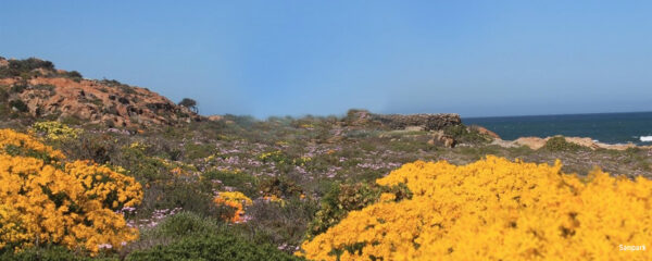 Le Namaqualand, une région méconnue de l'Afrique du Sud