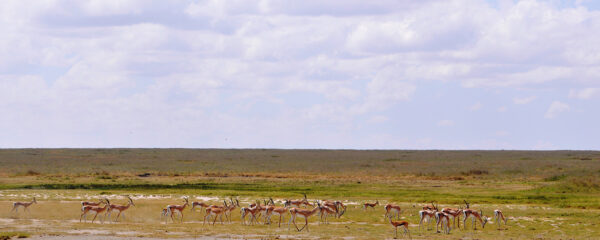 Safaris itinérants en Tanzanie