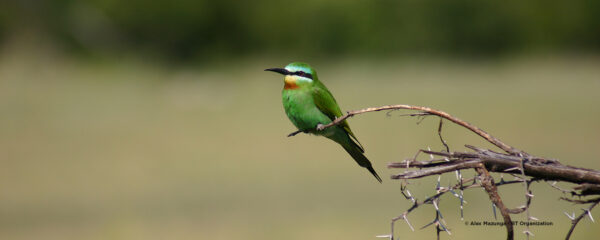 Avifaune de la bande de Caprivi en Namibie