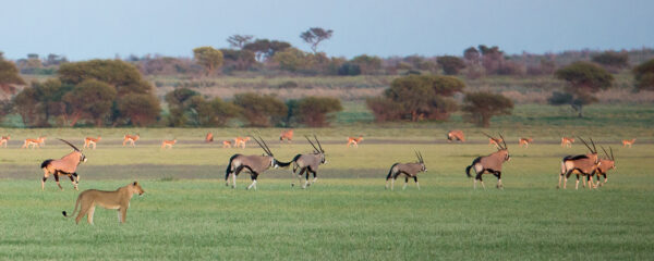 Voyager pendant la saison verte au Botswana