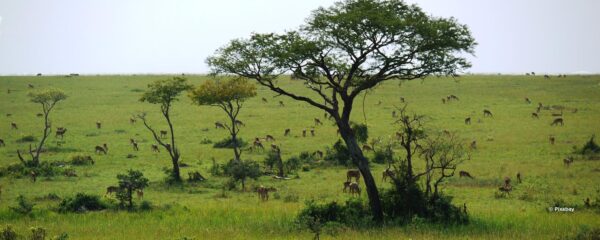 Trois parcs nationaux incontournables en Ouganda
