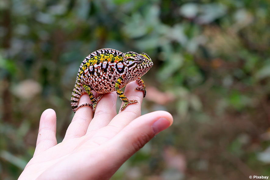 Caméléon dans la nature de Madagascar