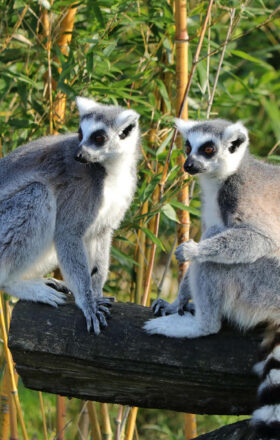 Lémuriens dans un arbre à Madagascar