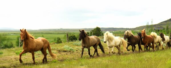 Observations animalières en Islande - safari photo en Islande avec Monde Authentique